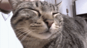 Cat GIF
