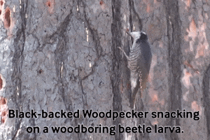 Woodpecker GIF