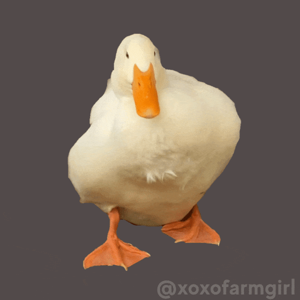 On My Way Duck GIF by xoxofarmgirl