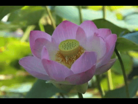 Our Comprehensive Botanical Witchipedia 12 lotus GIF