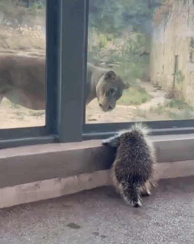 Lion Zoo GIF by Storyful