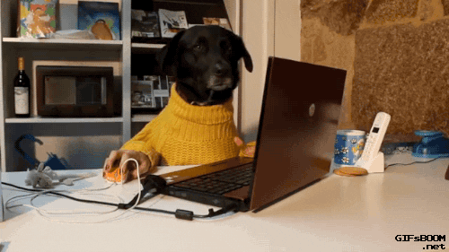 Working Dog Human GIF - Find & Share on GIPHY