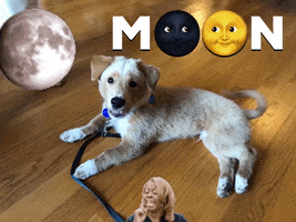 Moonspacedog GIF by hamlet