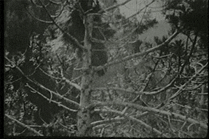 vintage porcupine GIF by Canadian Museum of History