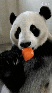 Panda Blaze Bubble Pop Gifs Get The Best Gif On Giphy Panda Blaze Bubble Pop Gifs Get The Best Gif On Giphy