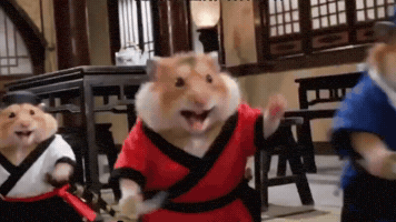 Angry Cat GIF
