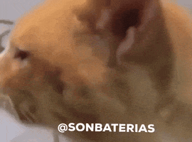 Cat Eyes Sospecha GIF by Sonbaterias