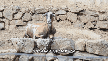pelagie_de_paris goat relaxing chilling chewing GIF