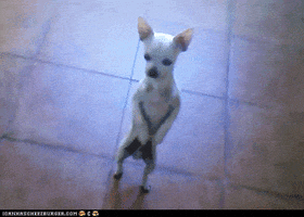 Video gif. A chihuahua is standing on its hind legs and it bobbles from side to side as it keeps its balance standing upright.