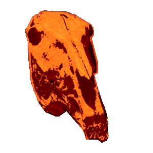 Halloween Skull Sticker by Superlumen