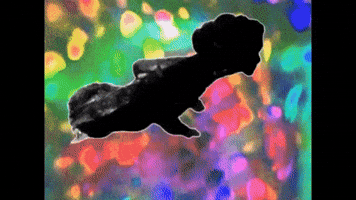 Ort swimming#colors GIF