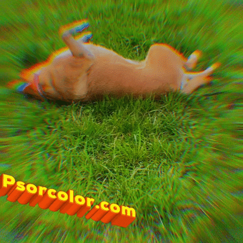 pSORcolor dog goodvibes chillout leisure GIF