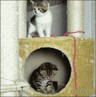 Fail Kitten animated GIF