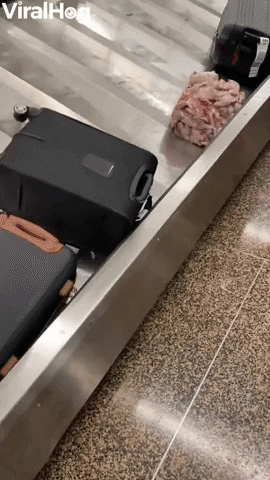 Baggage Claim Spills Block Of Frozen Chicken GIF by ViralHog