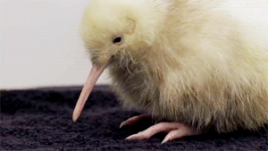 big bird
