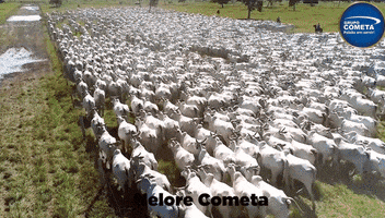 Mato Grosso Nelore GIF by Grupo Cometa
