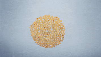 Stop Motion Animation GIF by Bichofeo