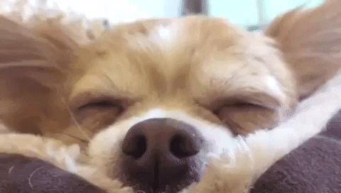 Tired Dog GIF by KeepUpWithJaz - Find & Share on GIPHY
