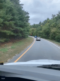 Calf Saved by Motorists After Tumbling From Trailer on Massachusetts Highway