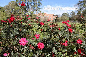 flowers #fsu #noles #nole #landis #floridastate #landis green GIF by Florida State University