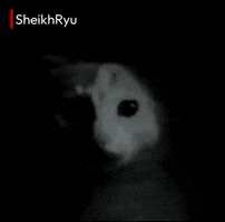 Cat GIF