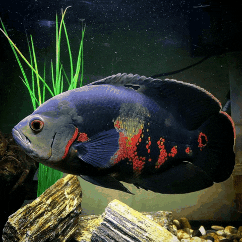 Fish Pet GIF by AquariumMe