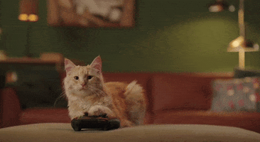 Video Game Cats GIF by KPN
