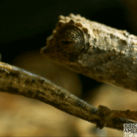 Wildlife Madagascar GIF by BBC America