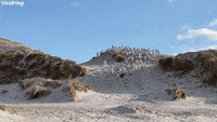Roll Down Hill GIFs - Find & Share on GIPHY