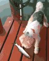 dogs something GIF