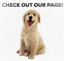 GIF by Ontario SPCA