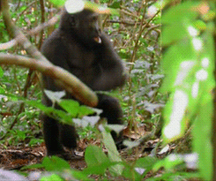 Angry Gorilla GIF