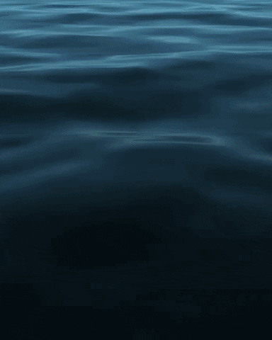 GIF by BAI BAI SURFTRIP