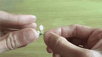 Natura Giochi GIF