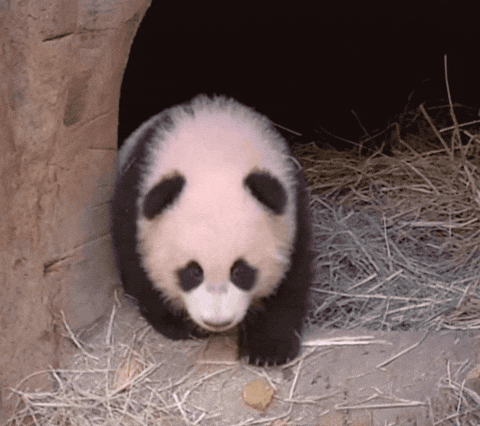 Fastest Cute Baby Panda Gif