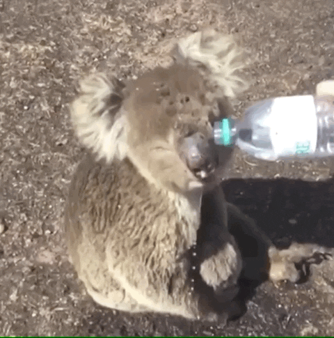 fire water koala bottled water australia fires GIF