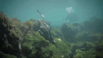 Marine Iguana Swimming GIF by Oceana