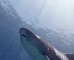 Discovery GIF by Shark Week
