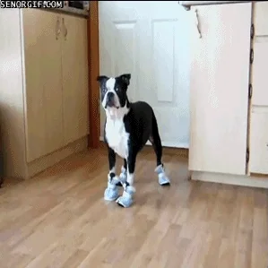 dog shoes GIF