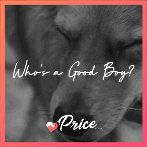 Good Boy Dog GIF by price.com