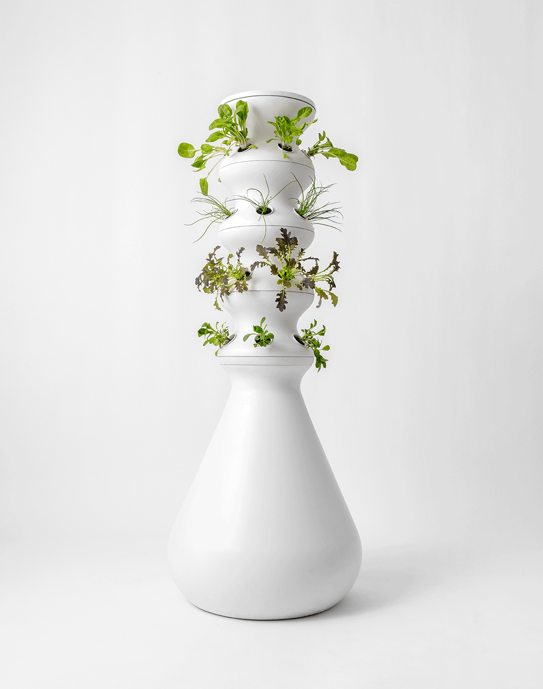 Lettuce Grow GIF Find & Share on GIPHY