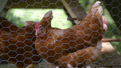 La vraie příroda tančící kuřecí kuřata kuřata
