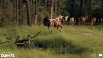 wild horses horse GIF by Acorn TV