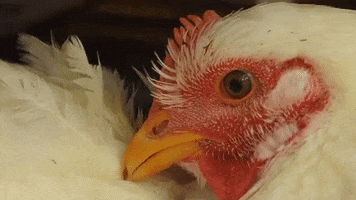 Eyes Chicken GIF by Mercy For Animals