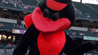 Oriole Bird GIFs - Get the best GIF on GIPHY