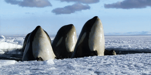 snow surfacing GIF