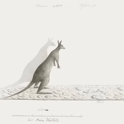 Sparring Boxing Kangaroo GIF by Barbara Pozzi