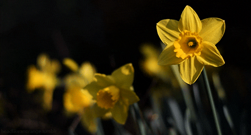 plant daffodil GIF by Head Like an Orange