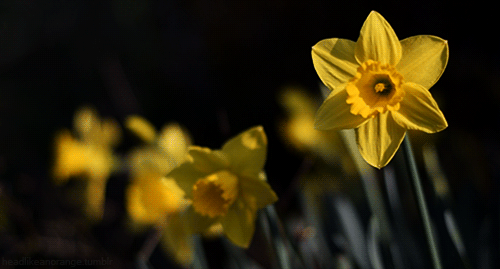 Do you like the daffodils