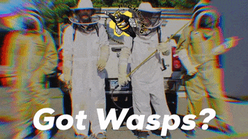 Yellow Jackets Bees GIF by Richland Pest & Bee Control